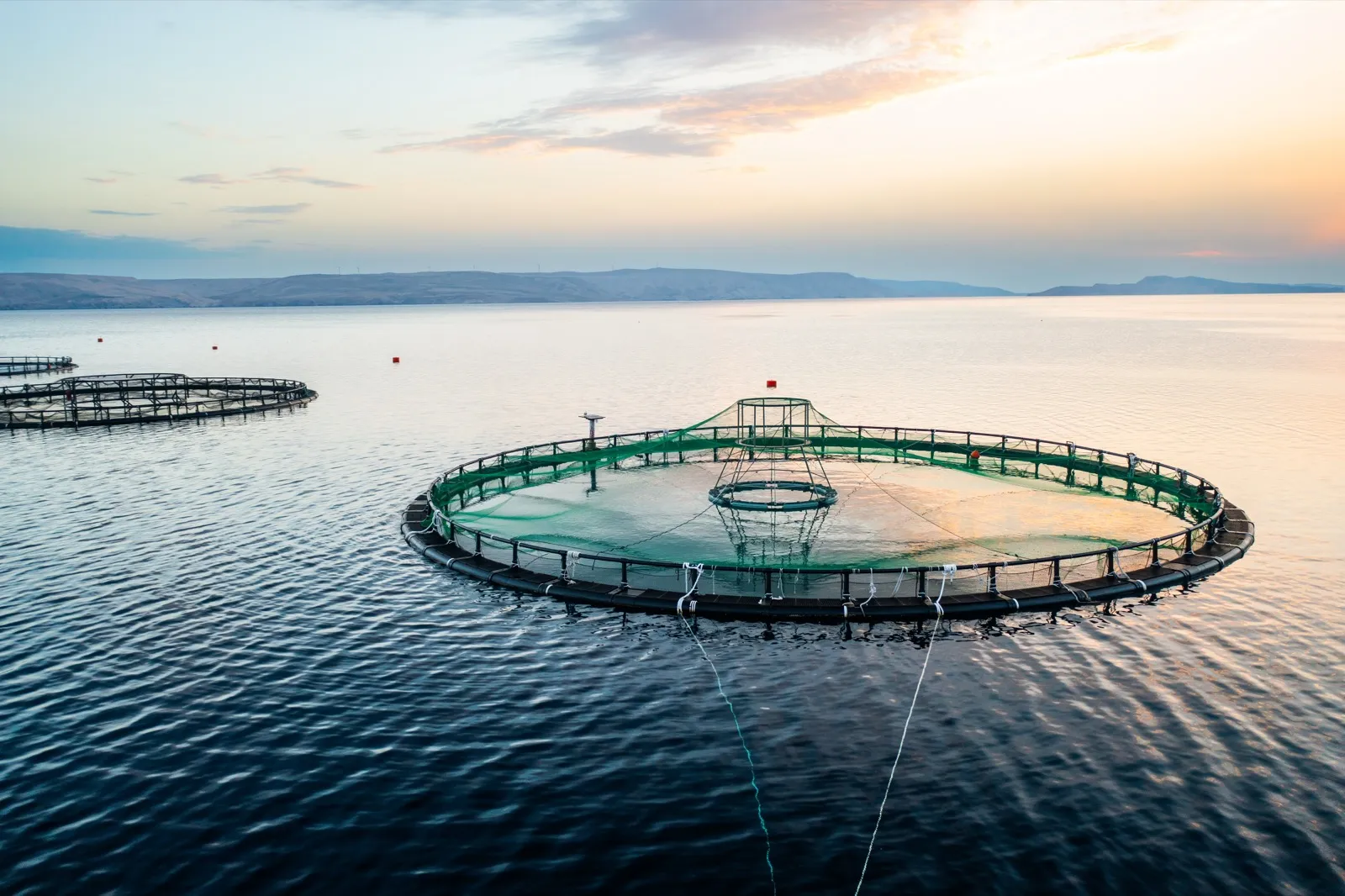 Circular floating fish pens moored on calm coastal water at dawn