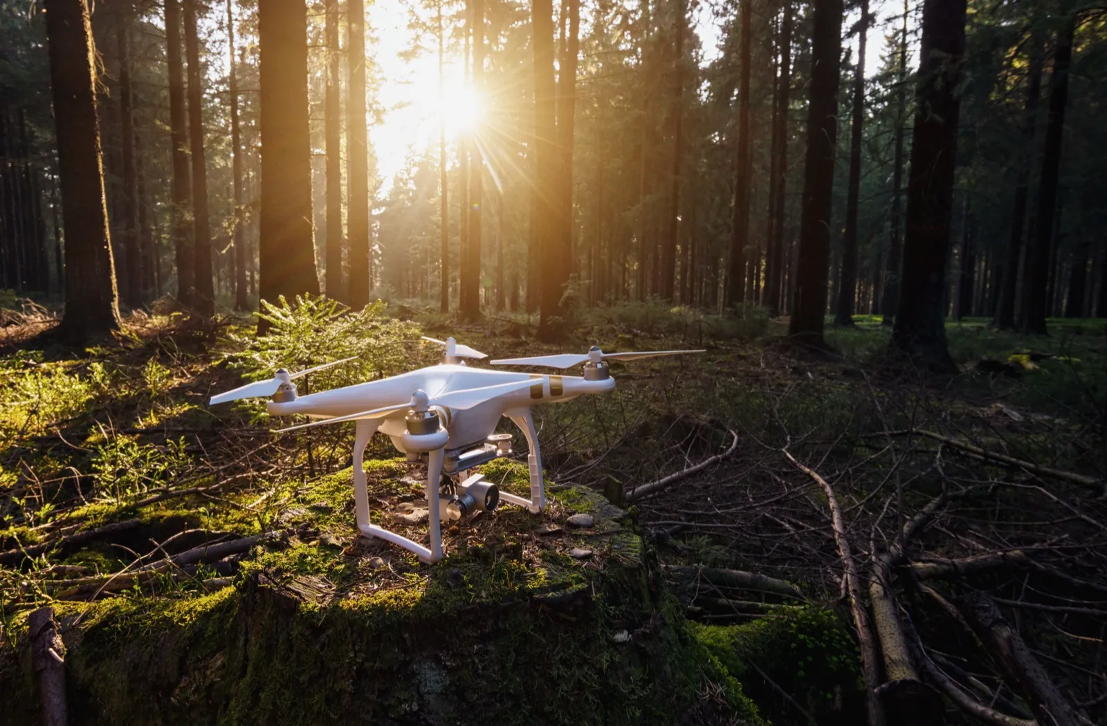 A survey drone resting on a mossy stump in a pine forest