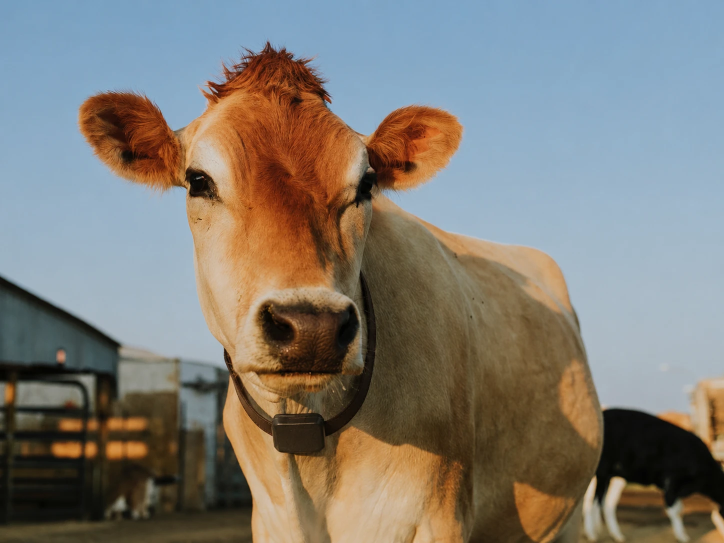 A dairy cow wearing a sensor collar in a farmyard